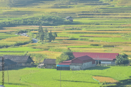 beautiful ripe rice terraces season in Mu Cang Chai, Yen Bai province, Vietnam photo