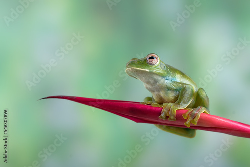 Malayan tree frog on a leaf
