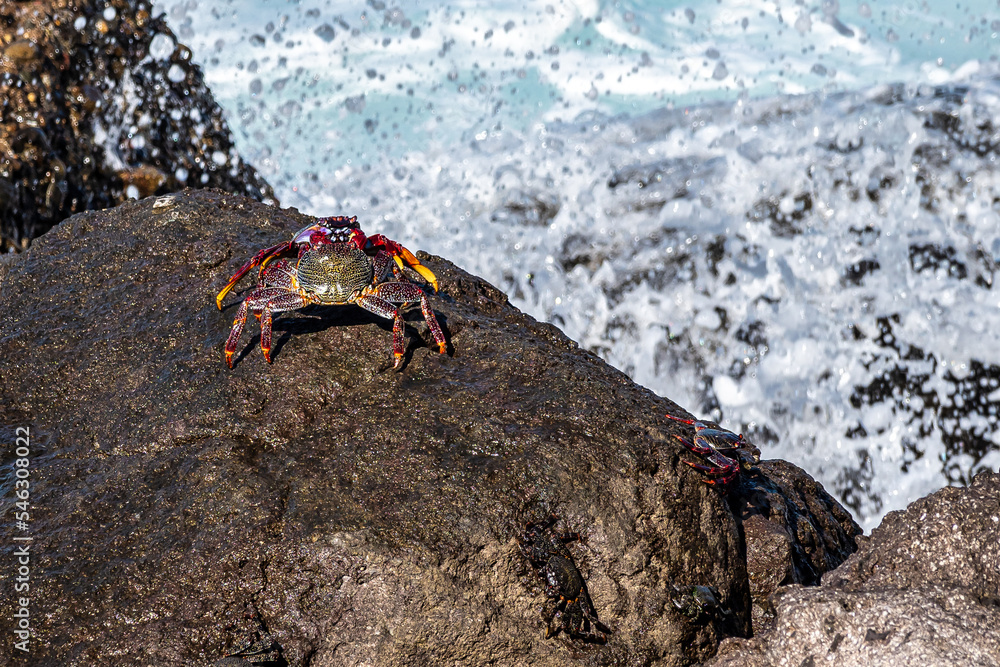 Moorish red legged crab, Grapsus adscensionis at Puerto de la Aldea in Gran Canaria in Spain Moorish red legged crab, Grapsus adscensionis at Puerto de la Aldea in Gran Canaria in Spain