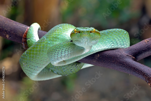 Green viper ( trimesurus alborabris ) in defensive mode