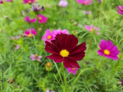 Cosmos bipinnatus  commonly called the garden cosmos or Mexican aster  is a medium-sized flowering herbaceous plant in the daisy family Asteraceae