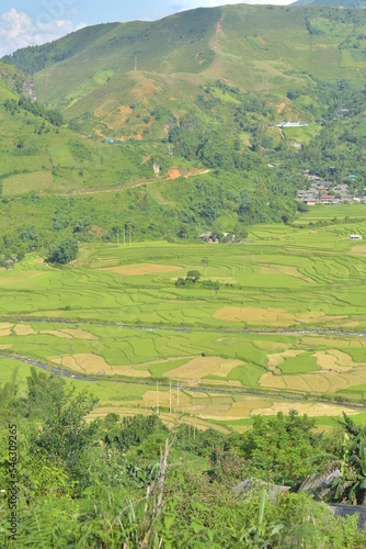 beautiful ripe rice terraces season in Mu Cang Chai, Yen Bai province, Vietnam photo