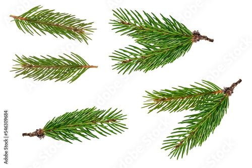 Tablou canvas Fir branch isolated png transparent