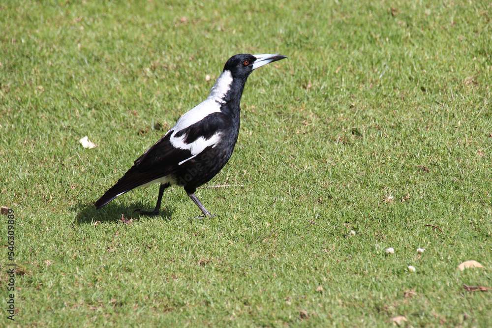 Obraz premium Australian magpie in australia