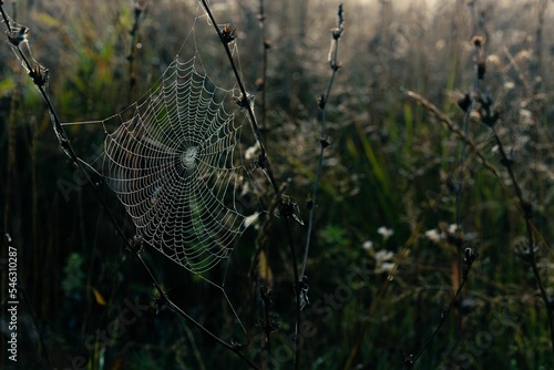 Closeup of a spider web on green plants