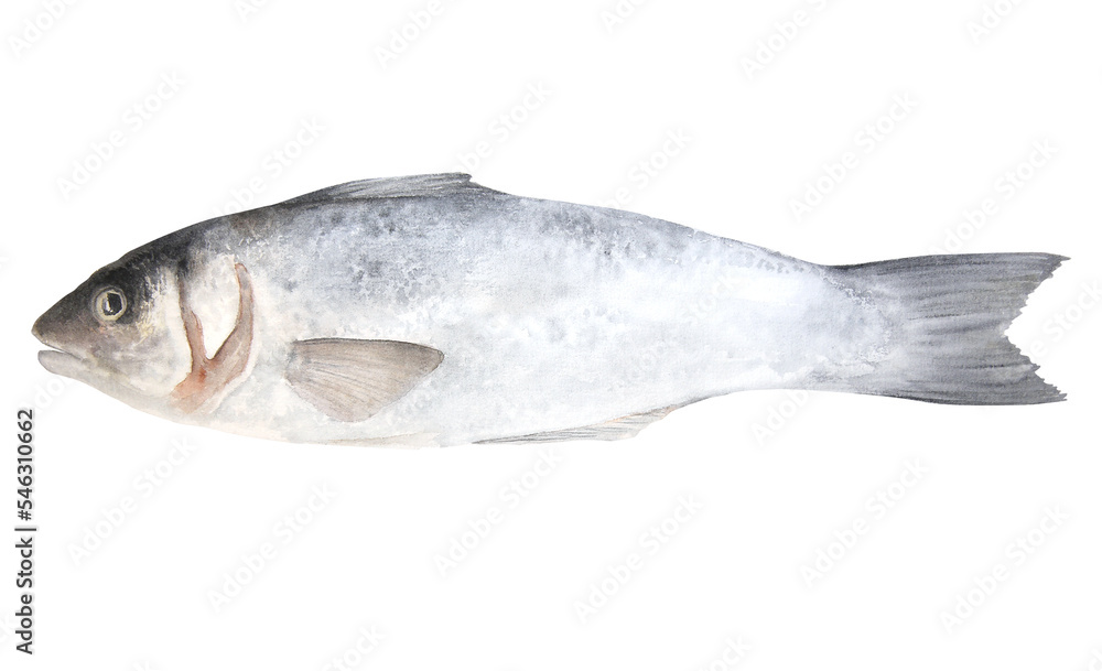 Watercolor illustration of raw fish sea bass isolated on white background