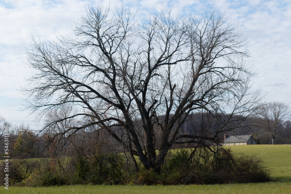 This beautiful bare tree is in the middle of this field. I love the look of this with the branches missing the leaves. This is during the Fall season and the tree is slipping into it's Autumn slumber.