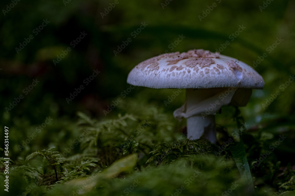 Amanita citrina, commonly known as the false death cap, or citron amanita, is a basidiomycotic mushroom, one of many in the genus Amanita Amanita citrina, commonly known as the false death cap, or citron amanita, is a basidiomycotic mushroom, one of many in the genus Amanita