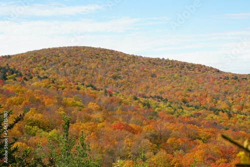 Aerial view of dense colorful mountain forests in autumn