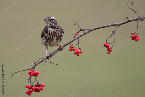 Redwing perched on a branch with red berries