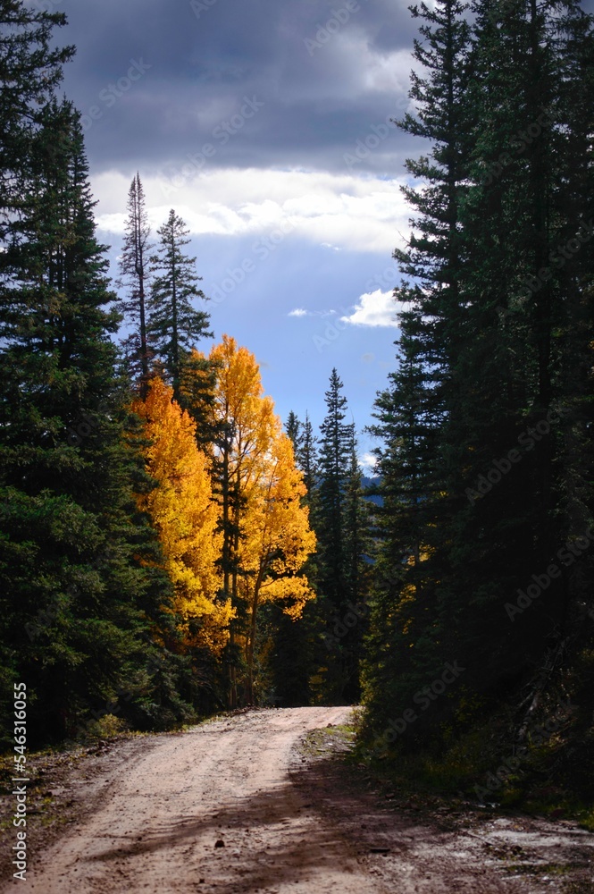 Vertical of sunlit golden fall aspen trees in thick pine trees lining a dirt road with dark clouds Vertical of sunlit golden fall aspen trees in thick pine trees lining a dirt road with dark clouds