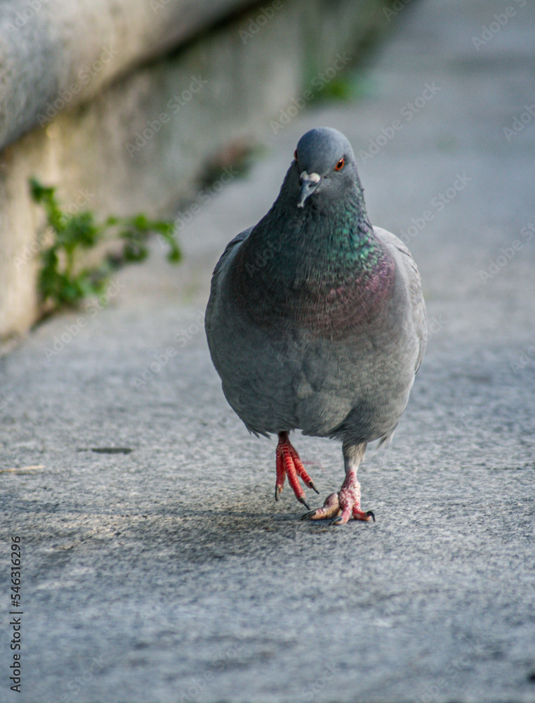 Obraz premium O passeio