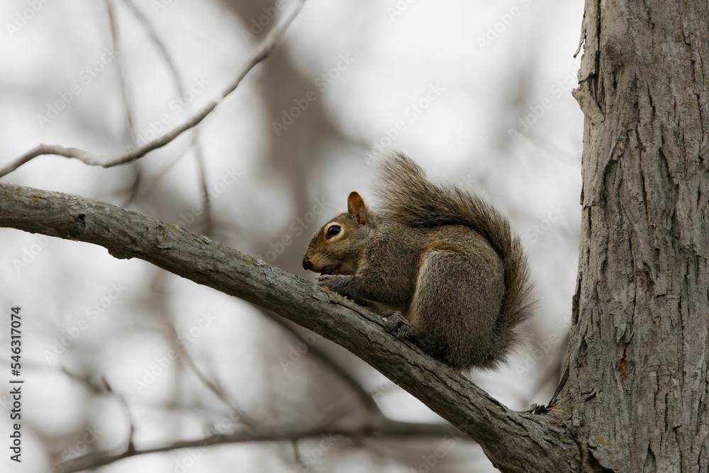 Closeup shot of a squirrel on the tree