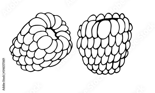 Hand drawn vector raspberry. Doodle raspberries on a white background. Sweet food.