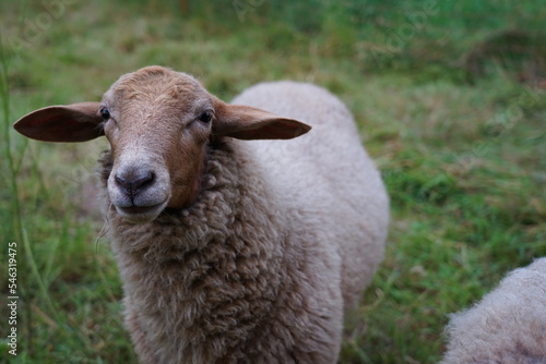 Schafe auf der Weide in der Oberlausitz