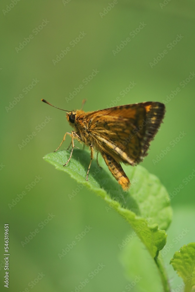 close up view of a dark palm butterfly or POTANTHUS OMAHA is isolated on a leaf close up view of a dark palm butterfly or POTANTHUS OMAHA is isolated on a leaf