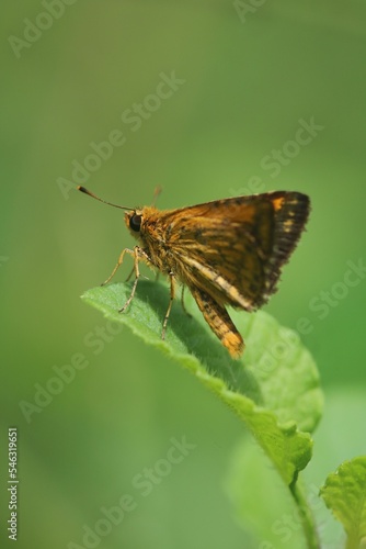 close up view of a dark palm butterfly or POTANTHUS OMAHA is isolated on a leaf