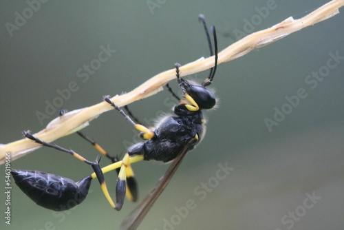 A black mud dauber wasp or a SCELIPHRON isolated.It is hanging on a tiny stick. photo