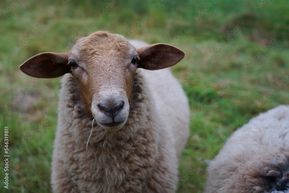 Schafe auf der Weide in der Oberlausitz