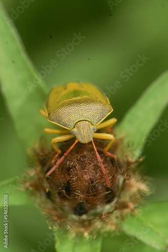 Vertical closeup of a colorful adult gorse shield bug, Piezodorus lituratus sitting on vegetation photo