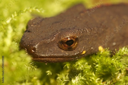 Closeup of a head of a brown Chinese warty newt in the terrestrial phase, blurred background