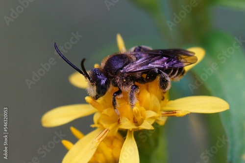 Side closeup of Macropis on the yellow flower with blurred background photo