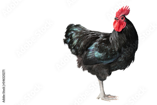 Isolated Black Australorp on white background. Six months old.