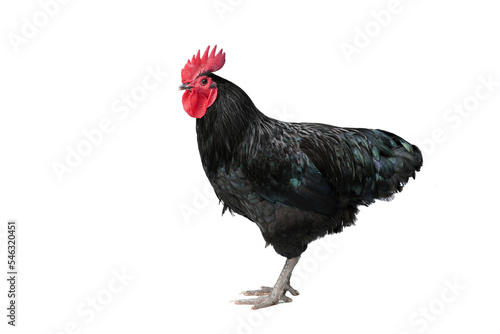 Isolated Black Australorp on white background. Six months old.