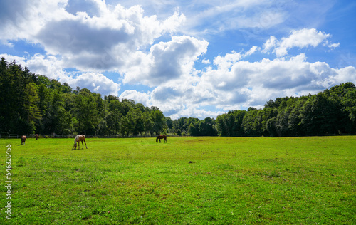 Horse meadow in Bad Wünneberg with grazing animals.
