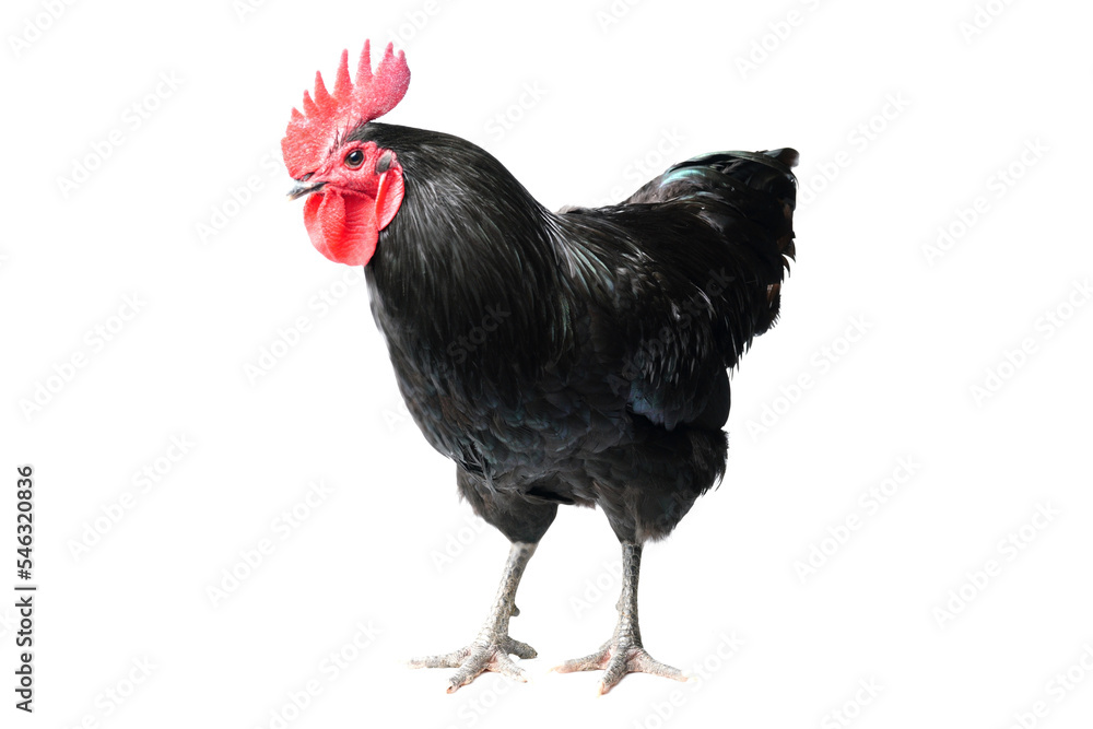 Fototapeta premium Isolated Black Australorp on white background. Six months old.