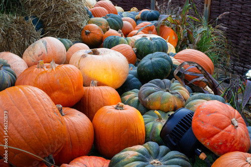 sweet ripe pumpkins in harvest season decorating for the halloween