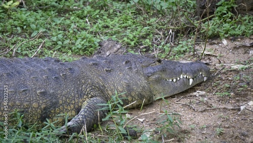 Fresh water crocodile