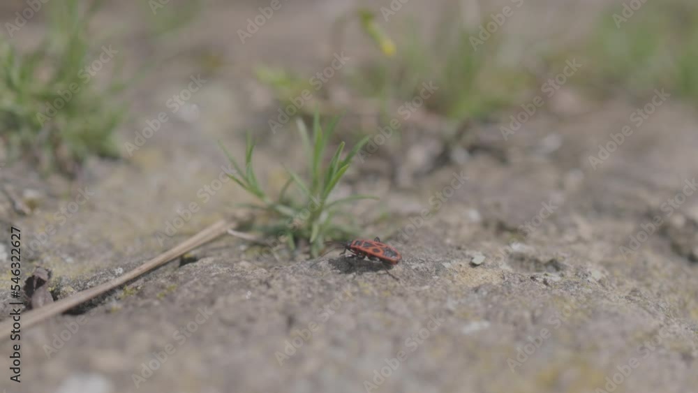Micro closeup shot of a Pyrrhocoris apterus insect walking on a dry land Micro closeup shot of a Pyrrhocoris apterus insect walking on a dry land