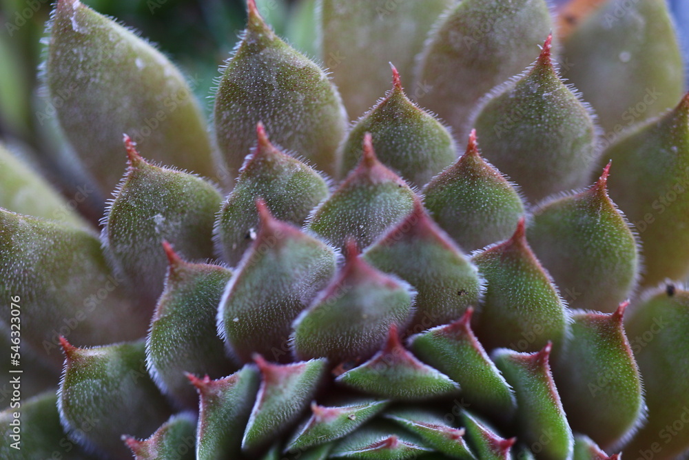 rojnik Exorna Sempervivum rojnik Exorna Sempervivum