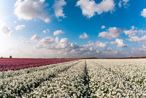 Carpet of white and red flowers