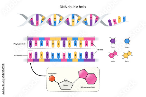 Structure of DNA double helix. Nucleotide and Polynucleotide. Thymine, Adenine, Cytosine and Guanine. Phosphate and sugar. photo