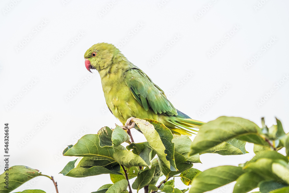 Obraz premium Wild parrots in the park at Pincio Hill at Rome