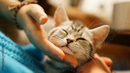 Obraz na plátně Person's hand petting a cute cat