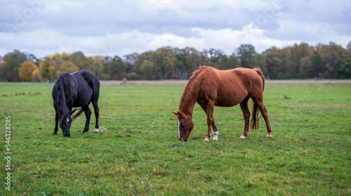 two beautiful horses grazing in a meadow on a cloudy day. © M.Nergiz