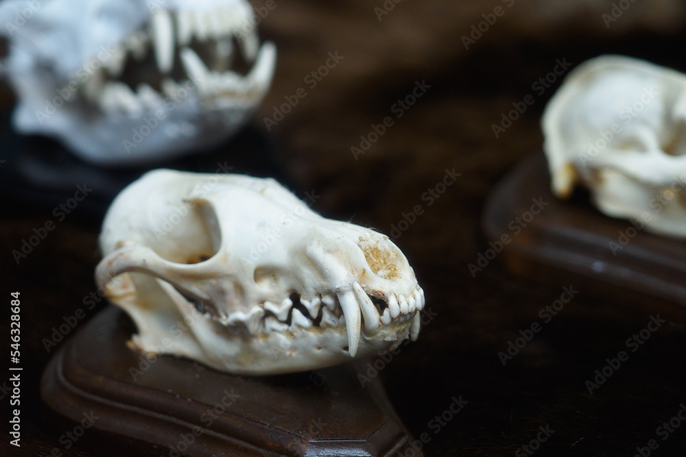 Skull of animal or dinosaur with animal grin. Archaeological find. Close-up. Skull of animal or dinosaur with animal grin. Archaeological find. Close-up.