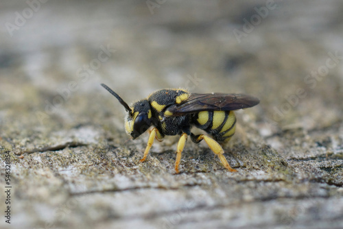 Closeup of the striped Yellow-spotted Dark cleptoparasite solitary Bee , Stelis signata