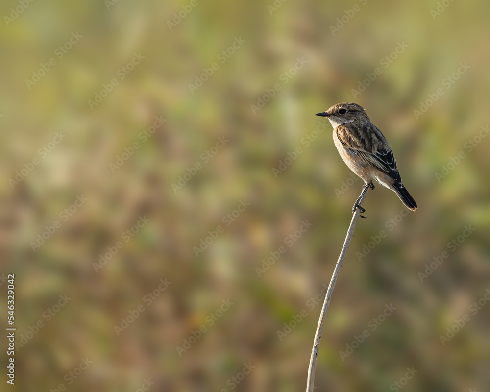 A Stone chat resting at the top of the plant