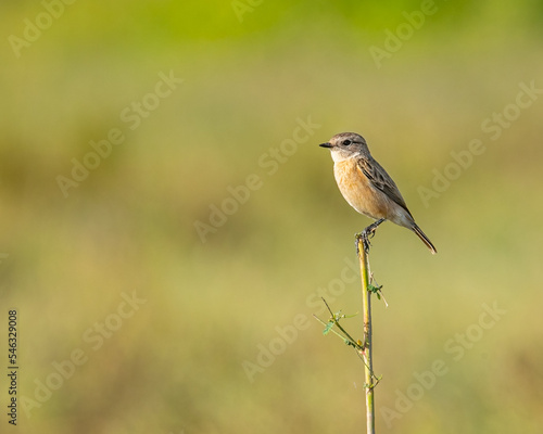 A Stonechat perching on a plant