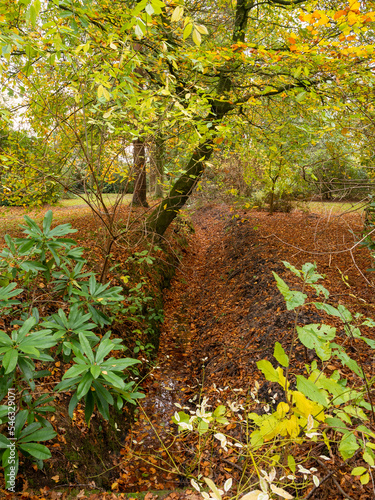 Autumn colours in woodland at Arley Hall, Arley, Cheshire photo