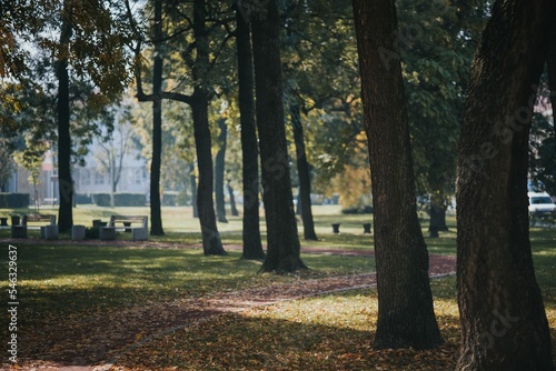 Fototapeta Naklejka Na Ścianę i Meble -  Scenic view of beautiful trees in a park on a sunny day in autumn