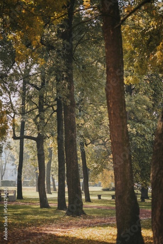 Vertical shot of beautiful trees in a park on a sunny day in autumn