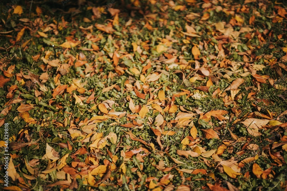 Closeup of the ground covered with dried yellow leaves in a park on a sunny day in autumn