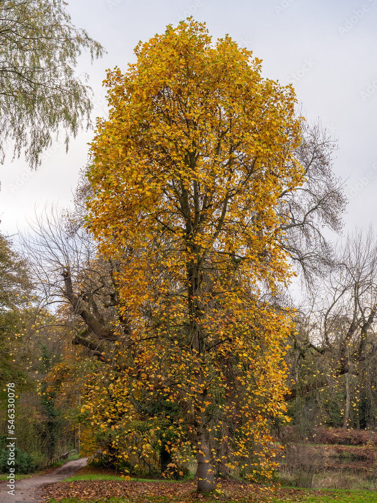 Fototapeta premium European Beech in Autumn colours at Arley Hall, Arley, Cheshire, UK