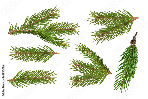 Fir branch isolated png transparent Fototapet