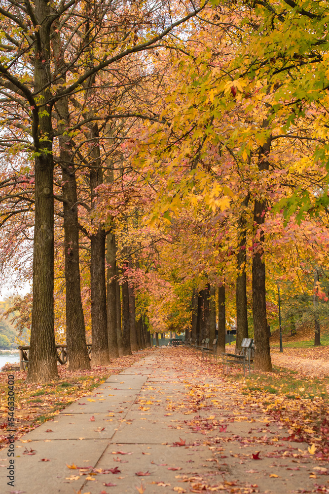 Path surrounded by trees in autumn. Autumn orange, yellow and red colors. Path surrounded by trees in autumn. Autumn orange, yellow and red colors.